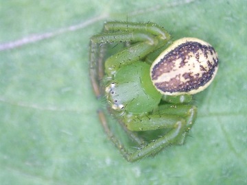 Цифровой микроскоп Delta Optical Smart 5MP PRO