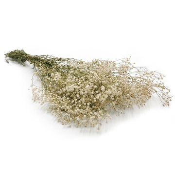 Gipsówka Biała Stabilizowana - Gypsophila