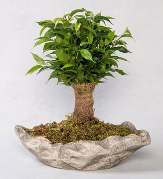 Piękny Fikus Benjamin Natasja Ficus Natasha