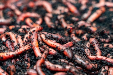 КАНАДСКАЯ ПРИТУПЛЕННОСТЬ 50 ШТ. ЖИВАЯ С ЕДОЙ