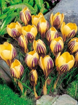 Krokus Wielokwiatowy Saturnus Cebulka 10szt