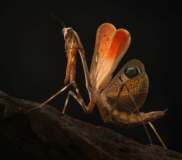 Павлиний богомол Pseudempusa pinnapavonis smallies