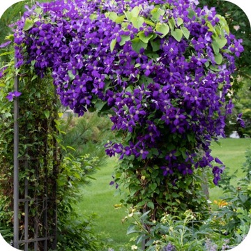 УДОБРЕНИЕ ДЛЯ СЛИВОЧНОГО ДЕРЕВА 1КГ, ГРАНУЛЯТ, БОГАТЫЙ NPK СОСТАВ 12-8-16, ЭФФЕКТИВНОЕ