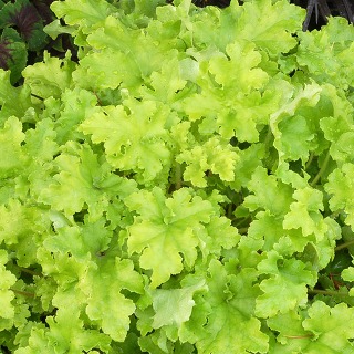 Żurawka Heuchera LIME MARMALADE-pokręcona limona