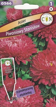 ASTER PIWONIOWY STANISŁAW długo kwitnie odporny