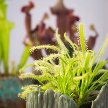 Субстрат ТОРФ для насекомоядных росянок