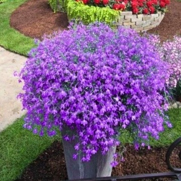 Lobelia Stroiczka Zwisająca fioletowa 0,1g