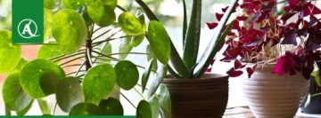 Таблетки инсектицидные Protect Garden Sanium Pin 20 шт. Срок действия: 01.10.2026.