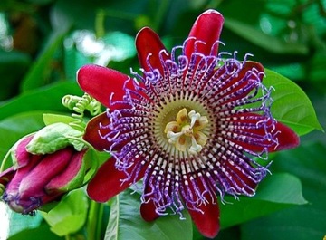 MĘCZENNICA OLBRZYMIA (PASSIFLORA QUADRANGULARIS) NASIONA