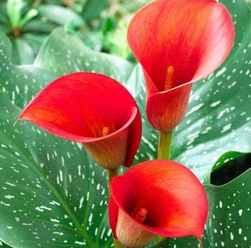 Kalia zantedeschia calla czerwona cebulki Red Alert 3szt