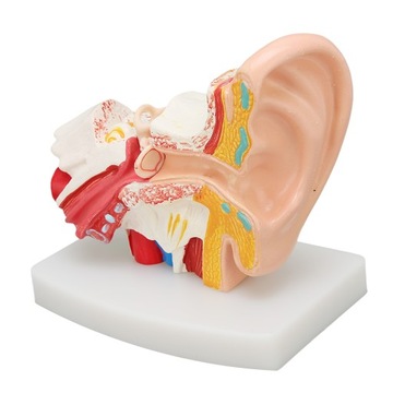Model anatomiczny ucha ludzkiego przezroczysty do nauki i prezentacji