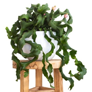 Kaktus storczykowy Epiphyllum MONSTROSA z kwiatami