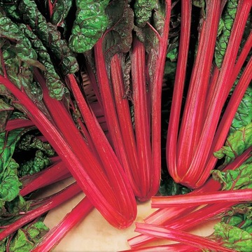 Burak liściowy Rhubarb Chard 5g Nasiona buraka