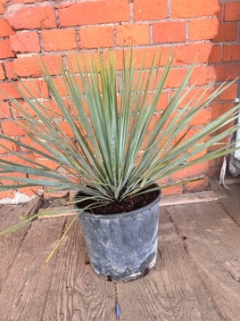 Yucca rostrata Idelana rośłina na balkon, taras