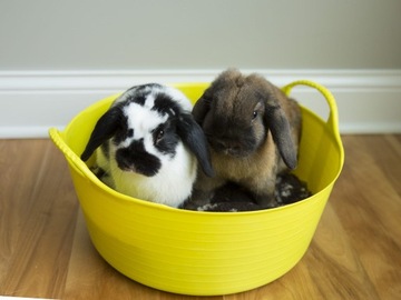 КОРМЫ ДЛЯ ЛОШАДЕЙ КОРОВ ВЕДРО СКЛАДНОЕ 38Л ФИОЛЕТОВЫЙ