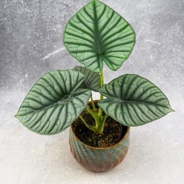 Zestaw do zrobienia podłoża przepuszczalnego, luźnego dla roślin 8L 