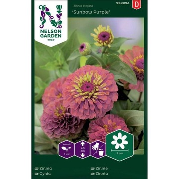 Cynia wytworna Sunbow Purple fioletowa - Nasion...