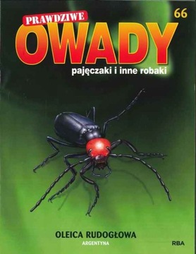 PRAWDZIWE OWADY, PAJĘCZAKI nr 66 - OLEICA RUDOGŁOWA