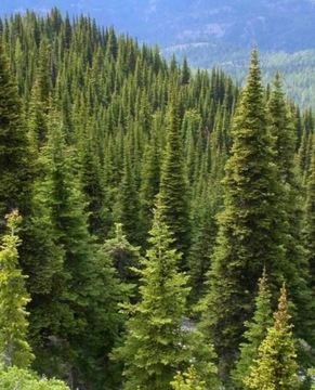 JODŁA GÓRSKA Abies lasiocarpa IDEALNA NA CHOINKĘ 180CM nietypowy iglak