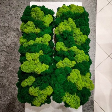 Мох декоративный Chrobotek в горшке 40см ПОДАРОК