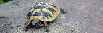 Testudo Soil Baby 25 л террариумный субстрат для греческой черепахи