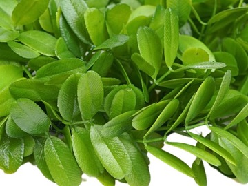 ТОЛСТЫЙ ЗЕЛЕНЫЙ ВЕНОК КАК ЖИВОЙ ИСКУССТВЕННЫЙ ДЕКОРАТИВНЫЙ САМШИТ ДЛЯ ДВЕРНОГО СТОЛКА