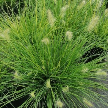 Pennisetum alopecuroides Little Bunny - Rozplenica japońska C3