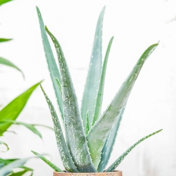 Aloe vera. NIEŚMIERTELNY lek na (prawie) wszystko