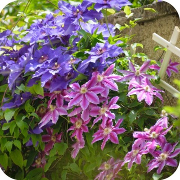 УДОБРЕНИЕ ДЛЯ СЛИВОЧНОГО ДЕРЕВА 1КГ, ГРАНУЛЯТ, БОГАТЫЙ NPK СОСТАВ 12-8-16, ЭФФЕКТИВНОЕ