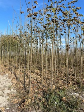 Sadzonka 2 letnie drzewo tlenowe oxytree Paulownia Shantong