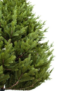 CHOINKA SZTUCZNA PREMIUM PE+PVC ŚWIERK JAK ŻYWA 3D 300 cm !