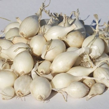 Biała Snowtball лук лук 10-21 мм 0,25 кг