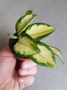 HOJA HOYA CARNOSA TRICOLOR