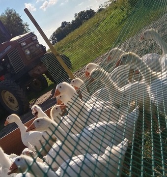 ПЛАСТИКОВАЯ САДОВАЯ СЕТКА, ПВХ, 0,4 х 50 м