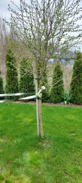 ЛЕНТА ДЛЯ ОТПУСКАНИЯ ПТИЦ 50 м