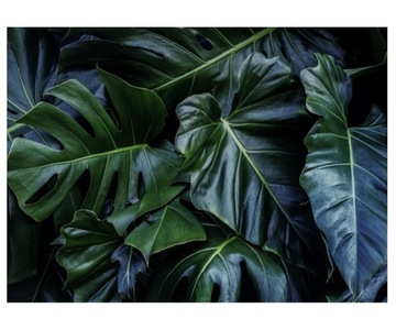 Fototapeta 254x184cm Monstera zielone liście lub