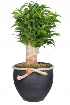 Fikus Ficus Benjamina Natasha oczyszcza powietrze