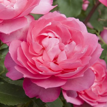 Натуральное РОЗОВОЕ МЫЛО БОЛГАРИЯ 100г