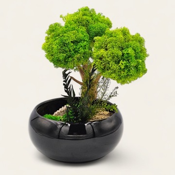 Моховое дерево как бонсай СПА, черная миска, цветочный горшок, БЕЗ ПОЛИВА.