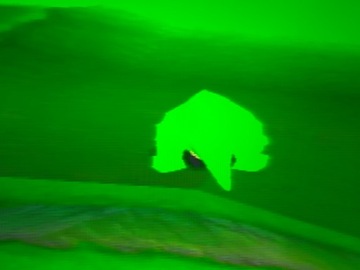 Gra THE LAND BEFORE TIME RETURN PSX CZYTAJ OPIS !!!