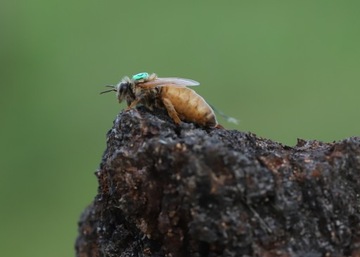 Matki Pszczele Buckfast UNASIENNIONE