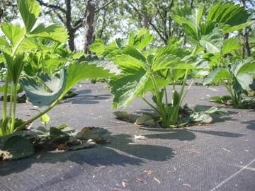 AGROTWOVEN AGROTWOVEN STRONG UV 1,6X10 + ШТИФТЫ