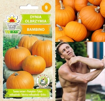 DYNIA olbrzymia Bambino nasiona DO 50 KG