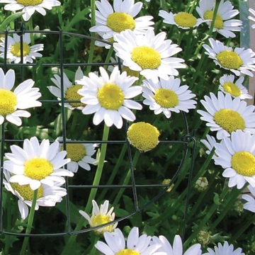 ПОДДЕРЖКА РАСТЕНИЙ ЦВЕТОВ