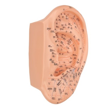 Model punktu akupunktury ucha 40 cm dokładne, wyraźne czcionki PVC