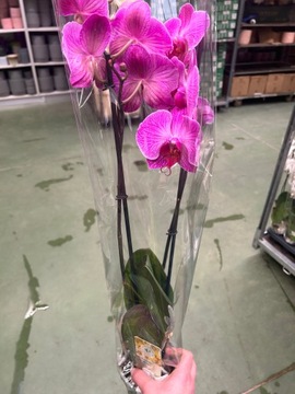 Орхидея Jmp 60см 2 побега офелии