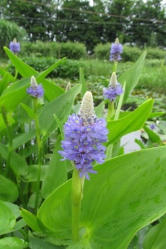 Pontederia cordata - Выкладывайте в пруд АКЦИЯ!