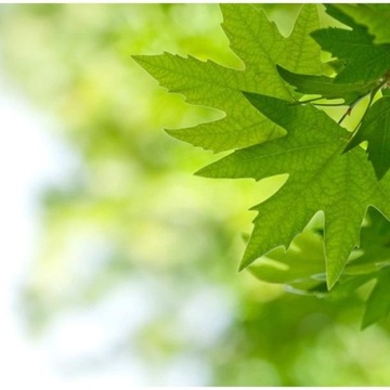 FOTOTAPETA 3D NA ŚCIANĘ DO SYPIALNI 300x231 +KLEJ, Liście, Zielona, Natura