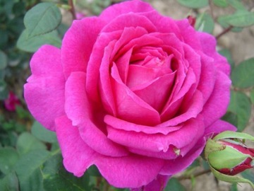 Róża wielkokwiatowa Różowa Szlachetna- paszport