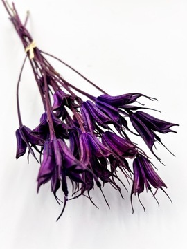 Nigella, naturalne suszone kwiaty, suszki